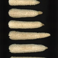 CIMMYTMA 26701 ARZM 07 020 AF19A-0903-163 C.jpg