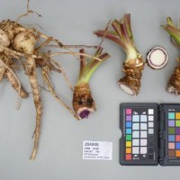 CIP 204009 (root).JPG