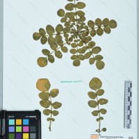 CIP 760480 herbarium
