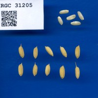 IRGC 31205 Seed Photo