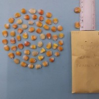 CIMMYTMA 7409 - Reference inventory.jpg