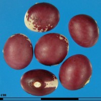 G24869B seed.jpg