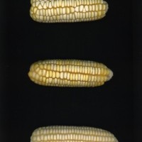 CIMMYTMA 7038 NAYA 161 PV22A-1903-183 E13500 _compress.jpg