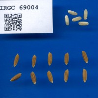 IRGC 69004 Seed Photo