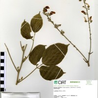 22374 herbarium