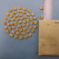 CIMMYTMA 7828 - Reference inventory.jpg