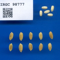 IRGC 98777 Seed Photo