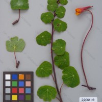 CIP 203010 Herbarium