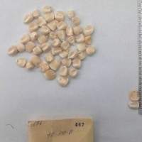 CIMMYTMA 467 - Reference Inventory.jpg