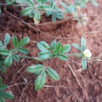 Stylosanthes fruticosa 2032 flower.JPG