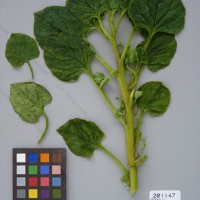 CIP 201147 Herbarium