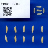 IRGC 3701 Seed Photo