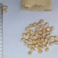 CIMMYTMA 452 - Reference Inventory.jpg