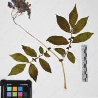 CIP 765722_RPSP 034_08.jpg