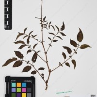 CIP 761064_OCHS 15528_07.jpg