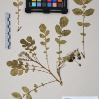 CIP 761433_OCH 12067_02.jpg