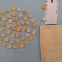 CIMMYTMA 6223 - Reference Inventory.jpg