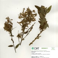 3834 herbarium