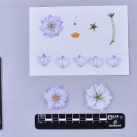 CIP 762933_SSTS 7314_nwb_F(i).jpg