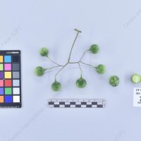 CIP 761700_OCH 13658_rap_B_2024.jpg