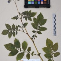 CIP 761053_OCHS 11865_08.jpg