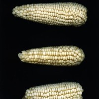 CIMMYTMA 8524 MEXI 529 BA23U-2903-13 E1.jpg