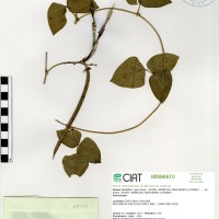 24148 herbarium