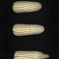 CIMMYTMA 5502 YUCA 67 AF19A-0903-57 E.jpg