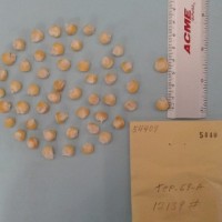 CIMMYTMA 5440 - Reference Inventory.jpg