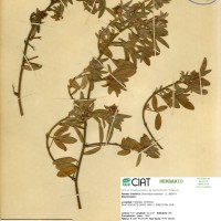 3538 herbarium