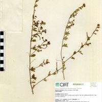 8882 herbarium