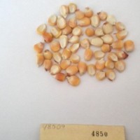 CIMMYTMA 4850 - Reference Inventory.jpg