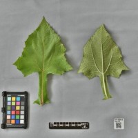 CIP 205013 (leaf).jpg