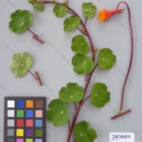 CIP 203009 Herbarium