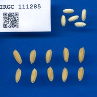 IRGC 111285 Seed Photo