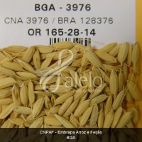 BRA00002713-6.JPG