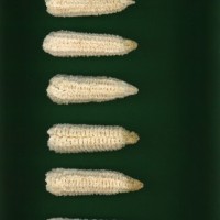 CIMMYTMA 2267 OAXA 28 PV22A-1903-119 C1270 _compress.jpg