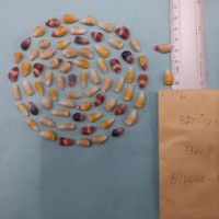 CIMMYTMA 8455 - Reference inventory.jpg