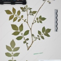 CIP 761195_OCHS 11299_02.jpg