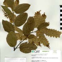21492 herbarium