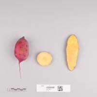 CIP 400048 (root).jpg