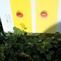 104539(Medicago radiata16111).jpg