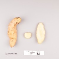 CIP 400075 (root).jpg