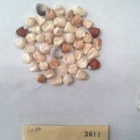 CIMMYTMA 3611 - Reference Inventory.jpg