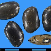 G19958A seed.jpg