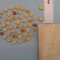 CIMMYTMA 6251 - Reference Inventory.jpg