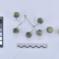 CIP 761001_OCHS 11911_spl_B_2024.jpg