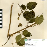 15375 herbarium