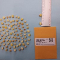 CIMMYTMA 15481 - Reference Inventory.jpg