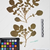 CIP 761297_OCH 11842_01.jpg